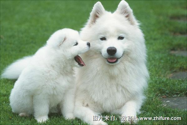 薩摩耶好養嗎？