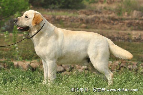 拉布拉多怎么訓(xùn)練？