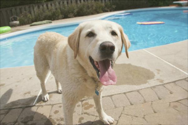 拉布拉多怎么訓(xùn)練？