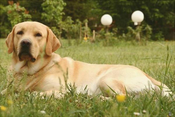 拉布拉多怎么訓(xùn)練？