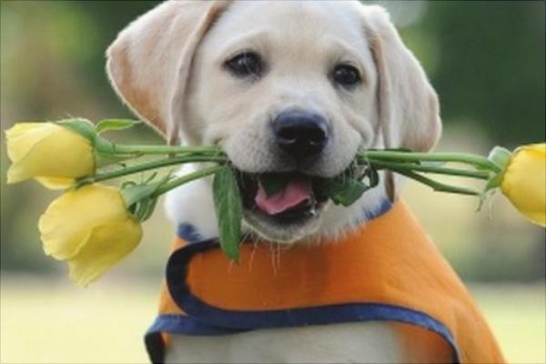 拉布拉多怎么訓(xùn)練？