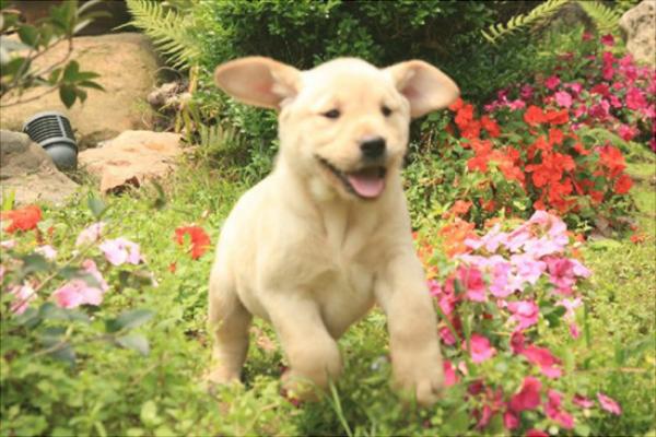 拉布拉多怎么訓(xùn)練？