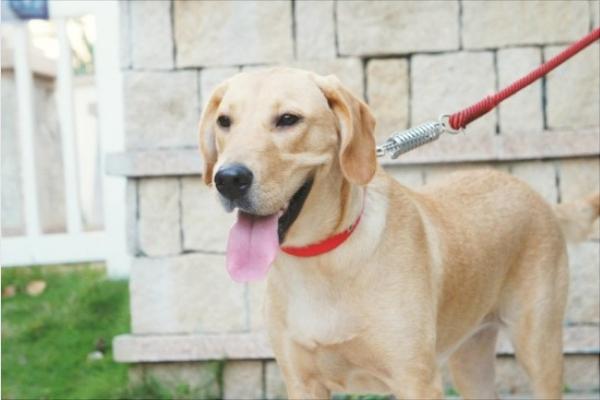 拉布拉多怎么訓(xùn)練？