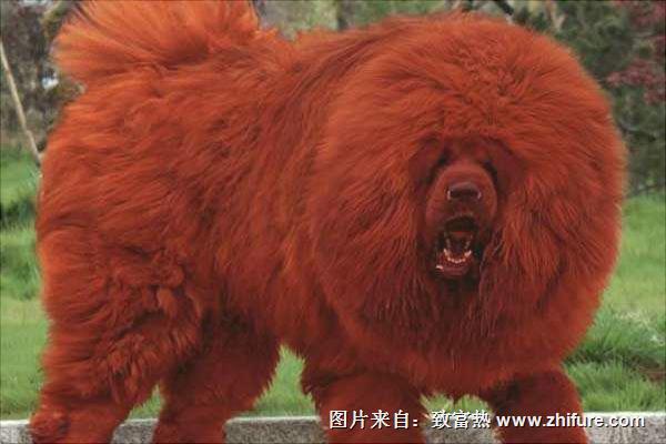 純紅藏獒多少錢(qián)一只？