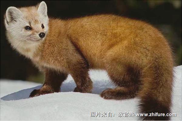 水貂和雪貂的區別是什么?