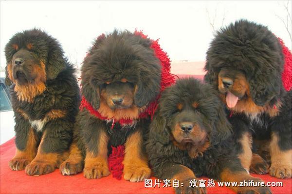 藏獒幼仔多少錢一只？