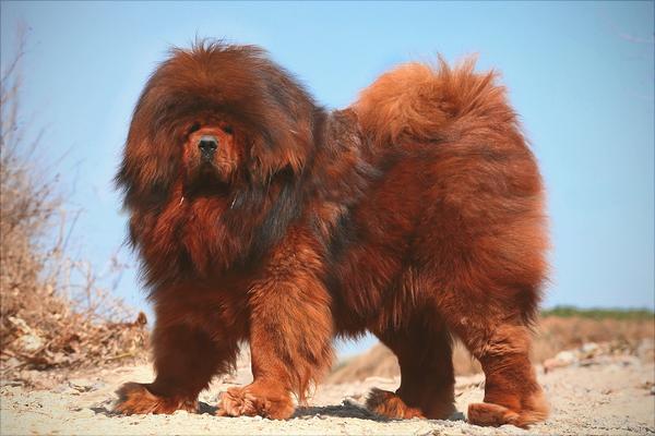 藏獒幼仔多少錢一只？