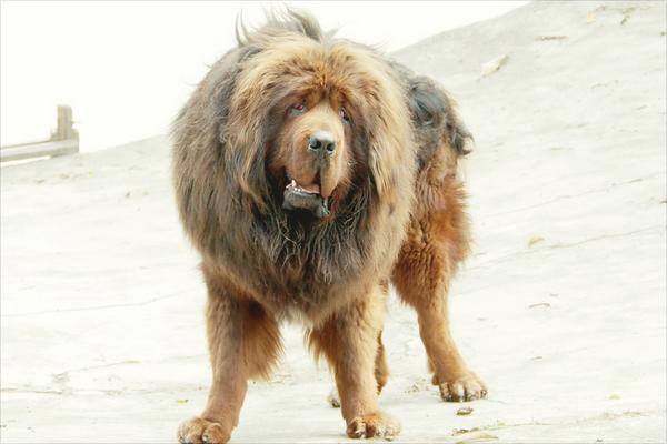 藏獒幼仔多少錢一只？