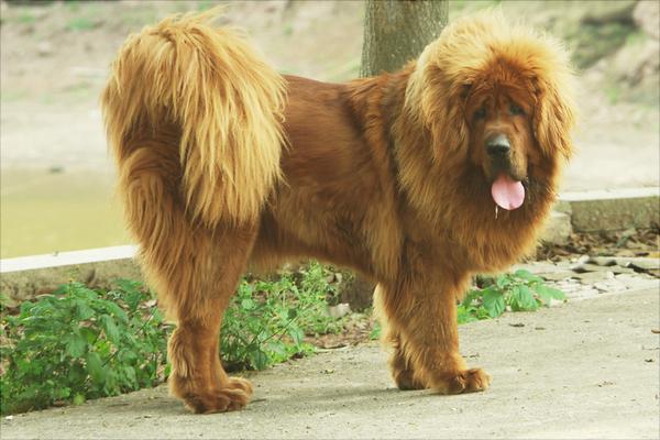 藏獒幼仔多少錢一只？