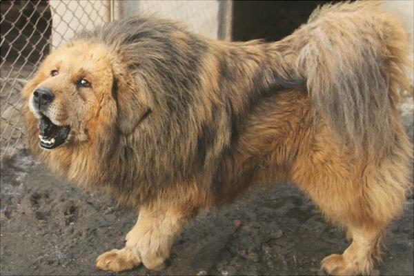 藏獒幼仔多少錢一只？