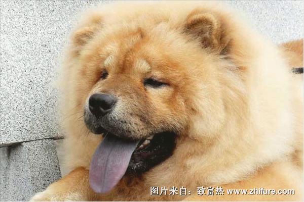 松獅價格多少錢一只？