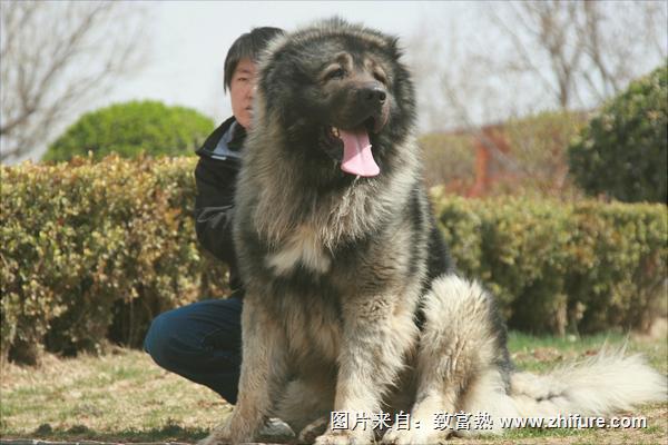 高加索犬圖片