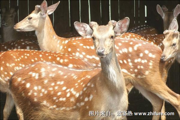 養鹿好養嗎一只多少錢？