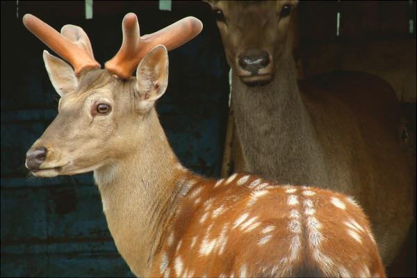 養鹿好養嗎一只多少錢？