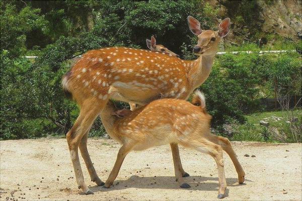 養鹿好養嗎一只多少錢？
