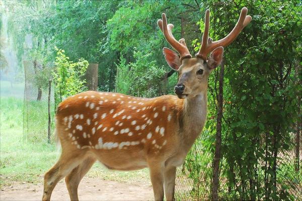 養鹿好養嗎一只多少錢？