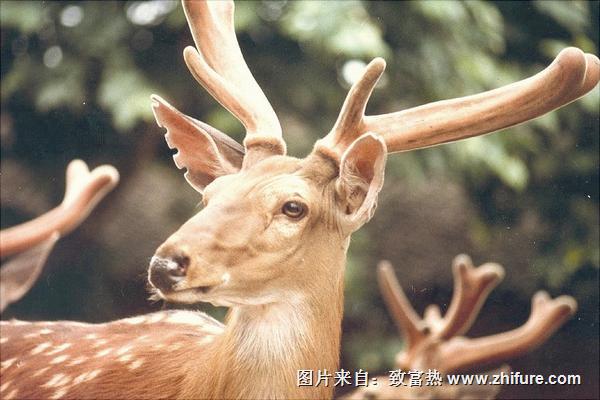 梅花鹿鹿茸價格多少錢？