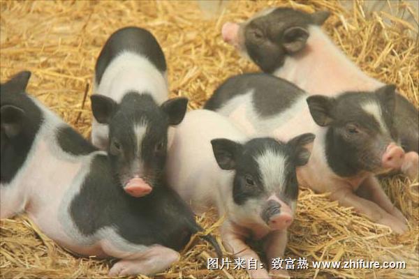 小香豬價格多少錢一只？