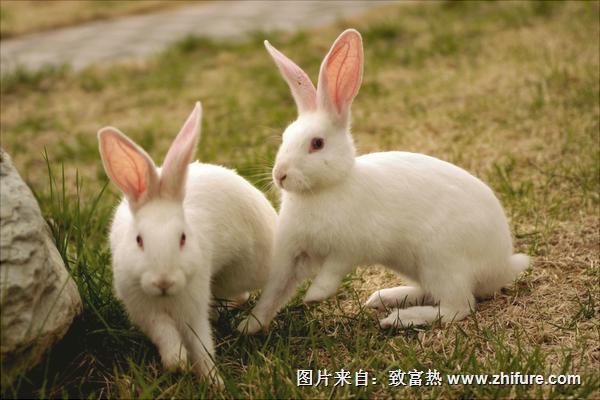 兔子的壽命有多長？