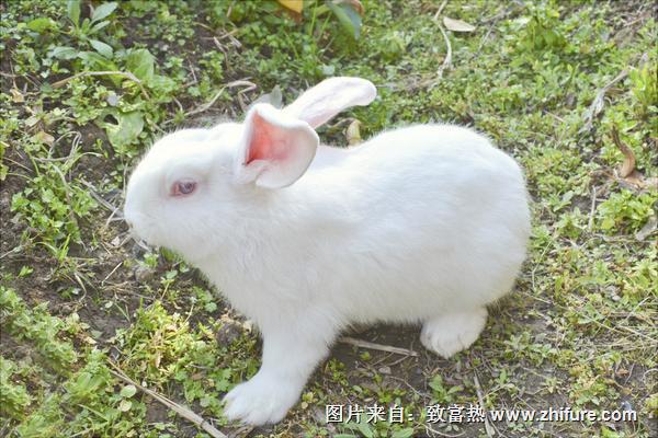 兔子的尾巴歇后語是什么？