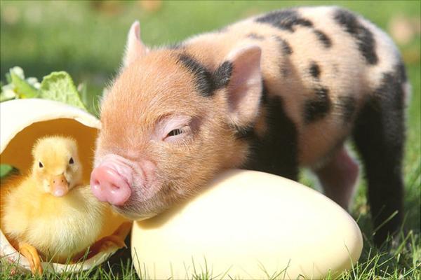 小香豬養殖技術視頻