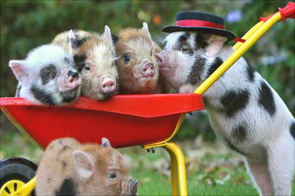 小香豬養殖技術視頻