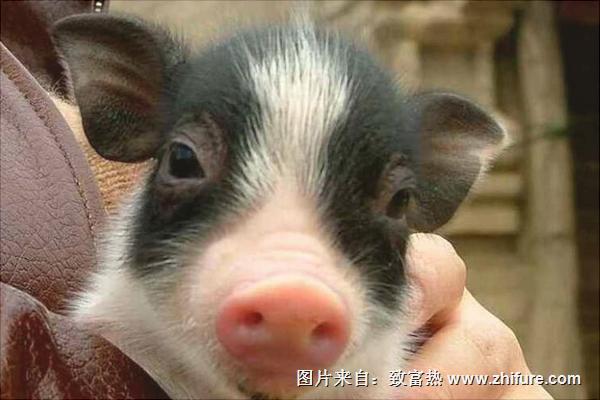 小香豬養殖技術