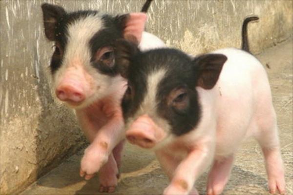 小香豬養殖技術視頻