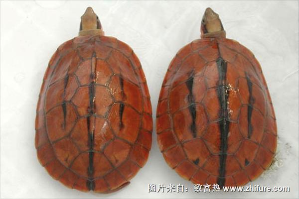 金錢龜圖片大全