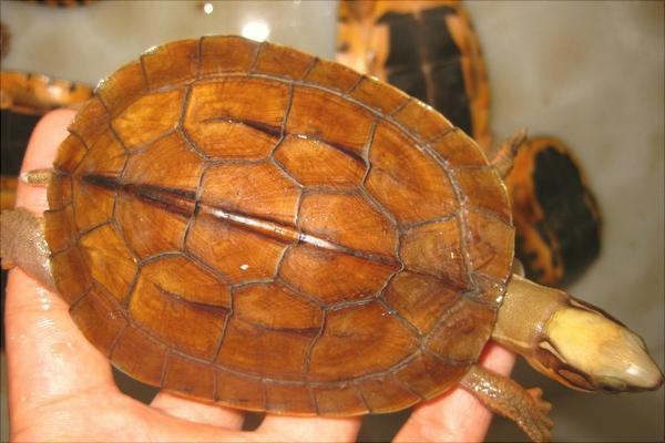 金錢龜圖片大全