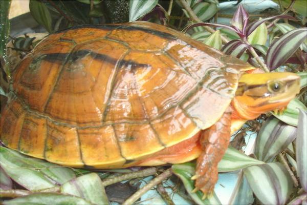 金錢龜圖片大全