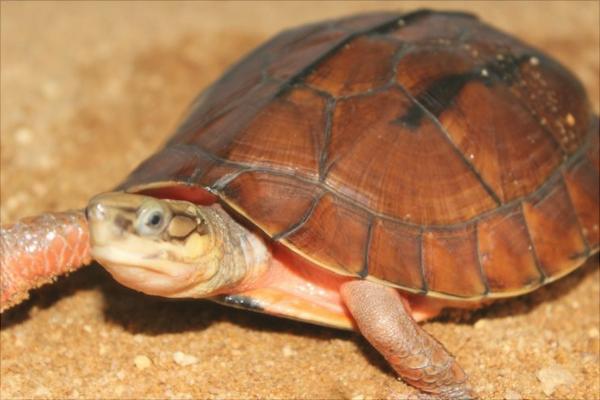 金錢龜圖片大全