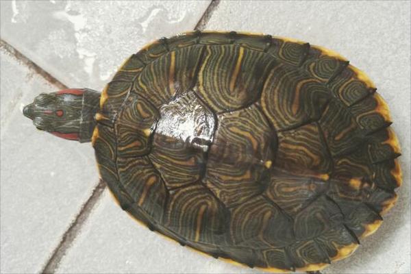 金錢龜圖片大全