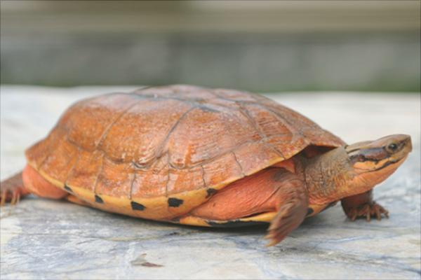 金錢龜圖片大全