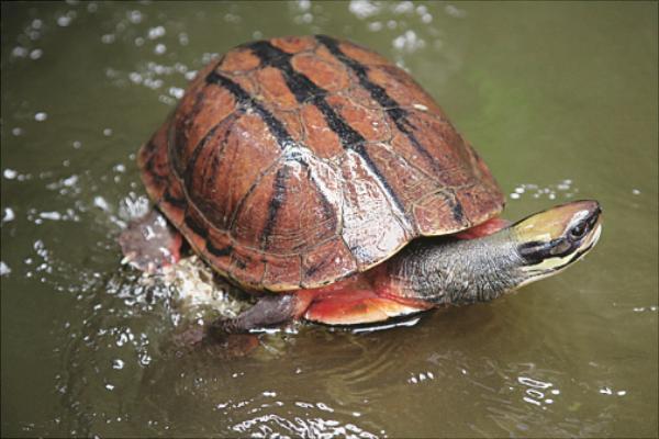 金錢龜圖片大全