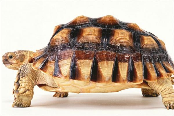 金錢龜圖片大全