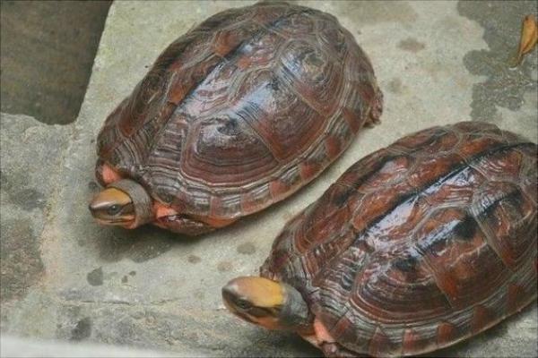 金錢龜圖片大全