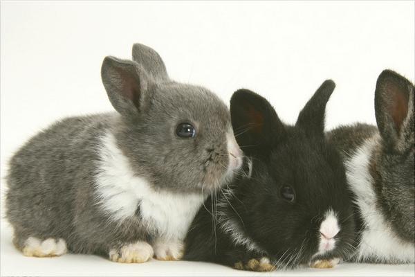 兔子懷孕的癥狀是什么?