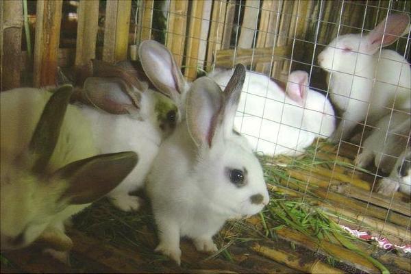 兔子懷孕的癥狀是什么?
