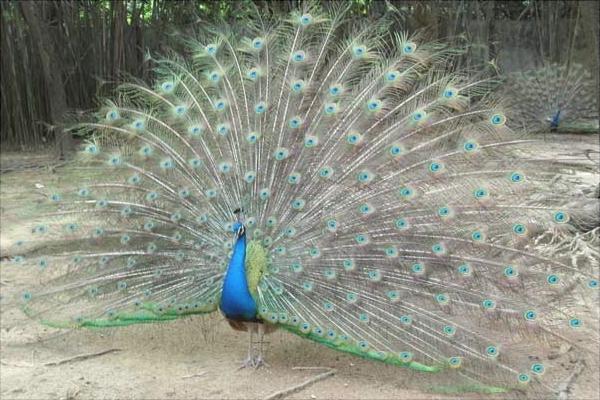 孔雀圖片大全,孔雀開屏圖片