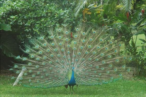 孔雀圖片大全,孔雀開屏圖片