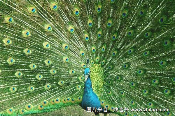 孔雀圖片大全，孔雀開屏圖片