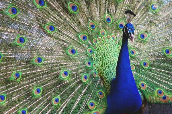 孔雀圖片大全,孔雀開屏圖片