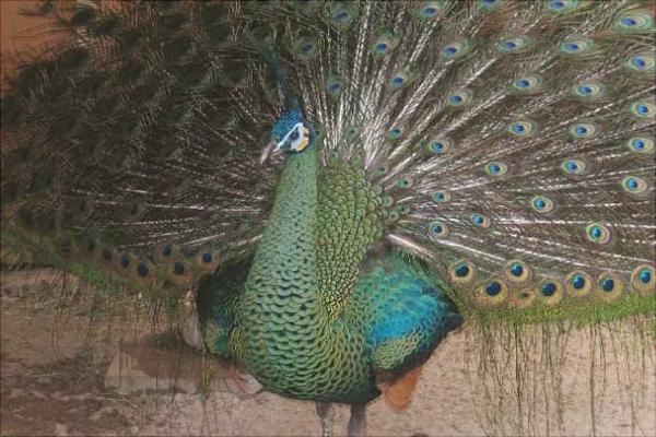 孔雀圖片大全,孔雀開屏圖片