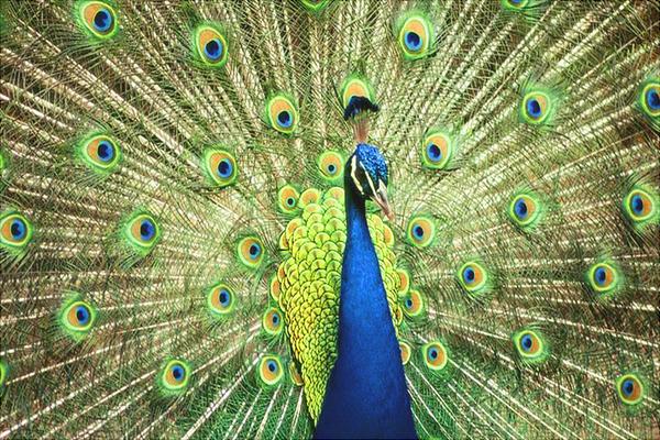 孔雀圖片大全,孔雀開屏圖片