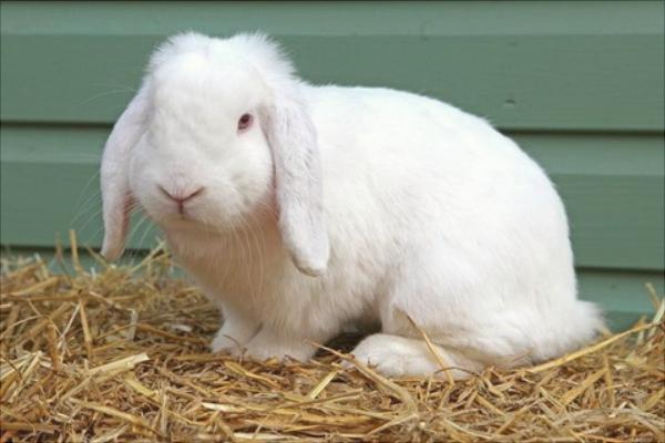 兔子懷孕的癥狀是什么?