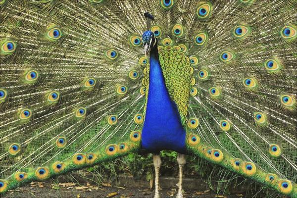 孔雀圖片大全,孔雀開屏圖片