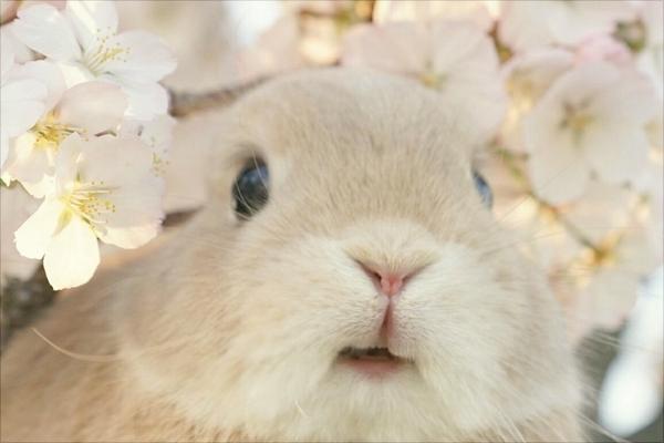 兔子懷孕的癥狀是什么?