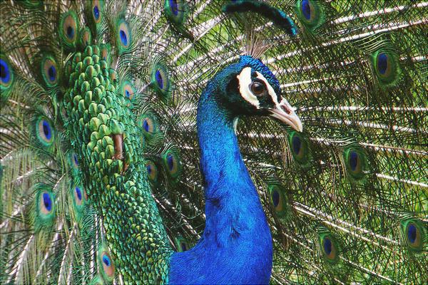 孔雀圖片大全,孔雀開屏圖片