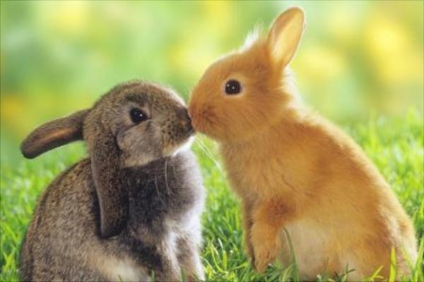 兔子懷孕的癥狀是什么?